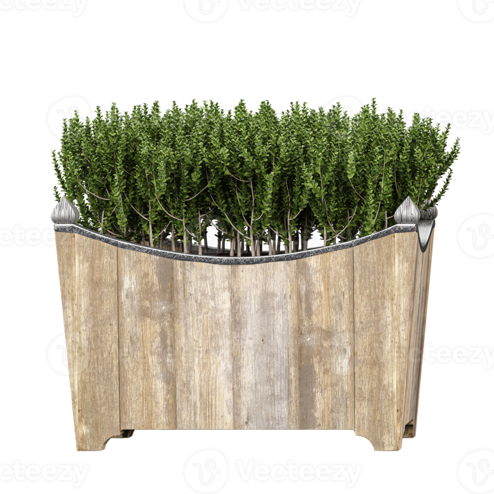 3d illustration of Thyme pants isolated on transparent canvas png