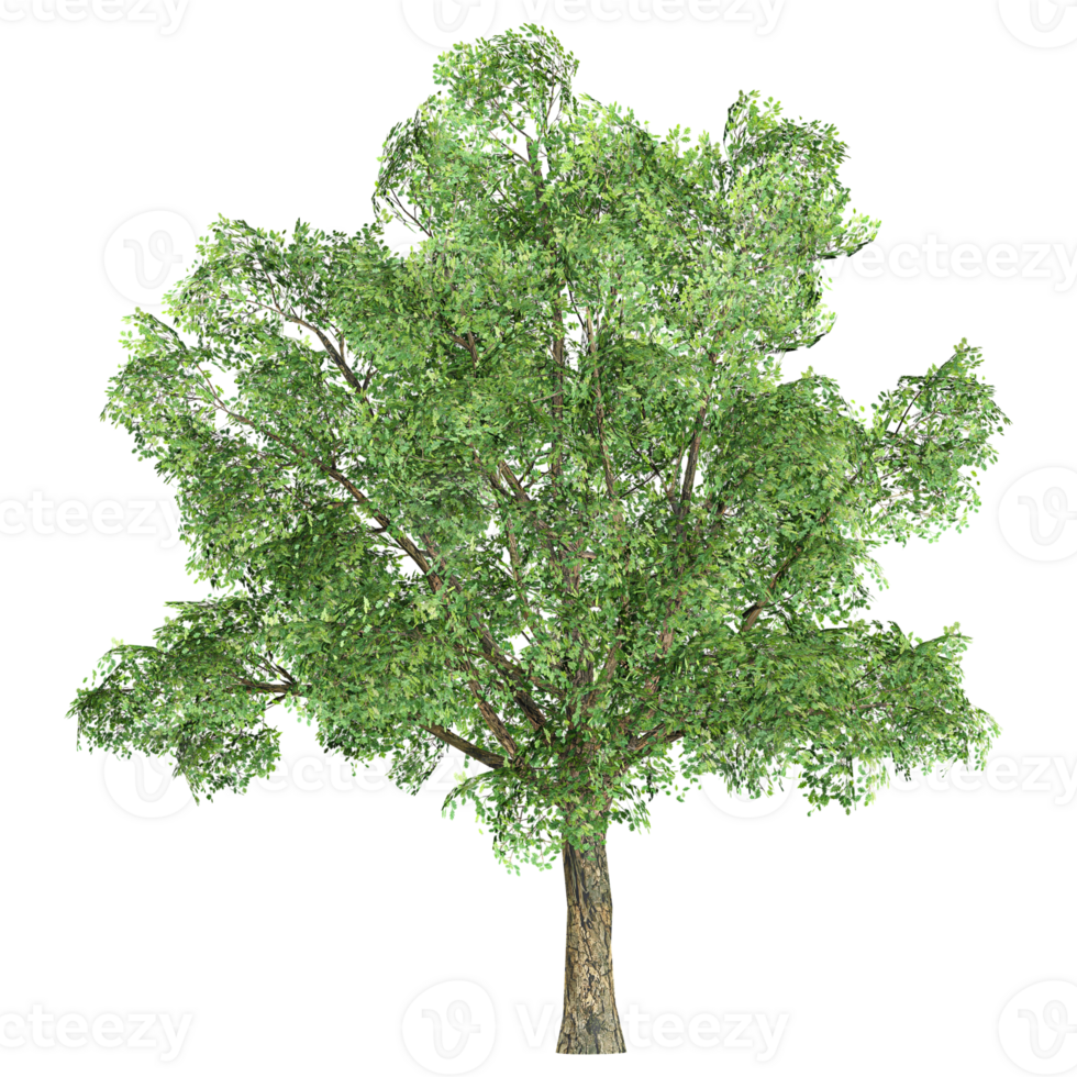 3d rendering of Robur tree isolated on transparent Canvas png