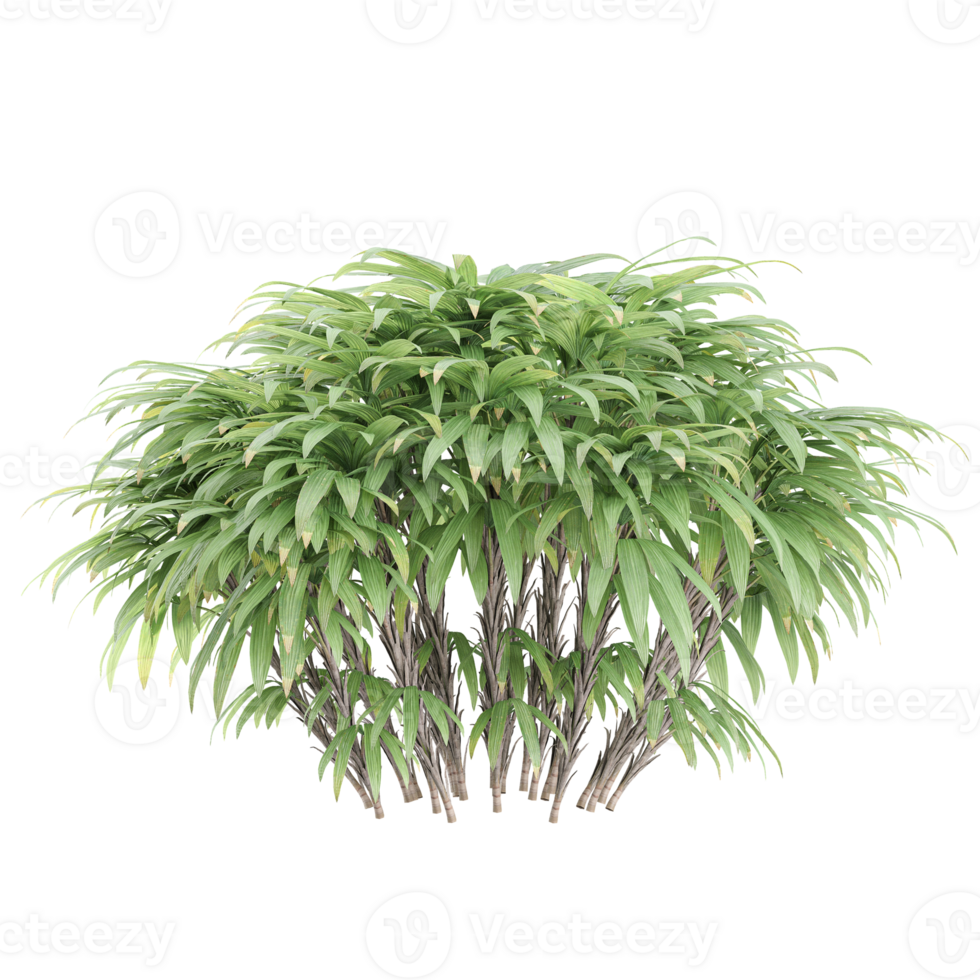collection of Raphis tree isolated on transparent Canvas png