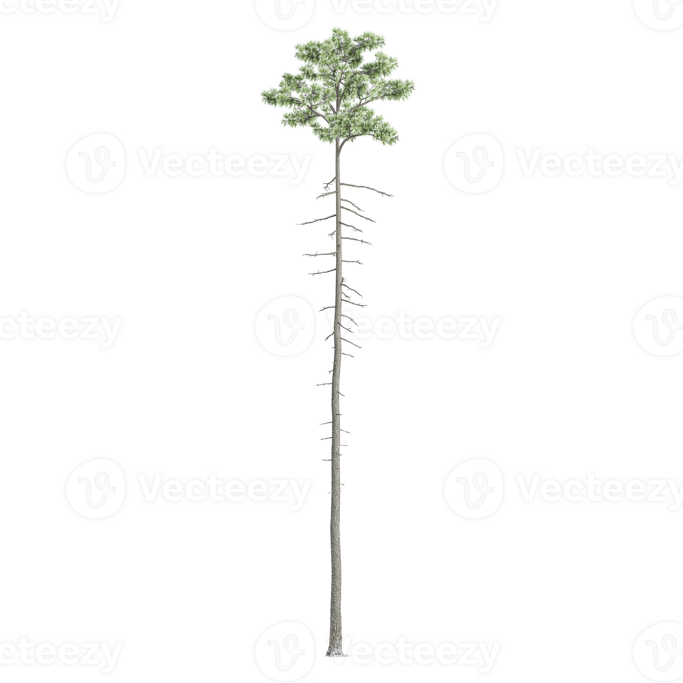 3d illustration of fir tree isolated on transparent canvas png