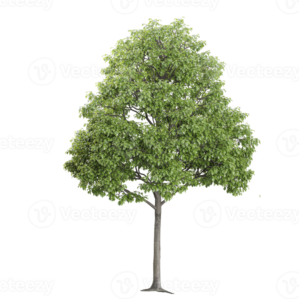 3d illustration of plane tree isolated on transparent Canvas png