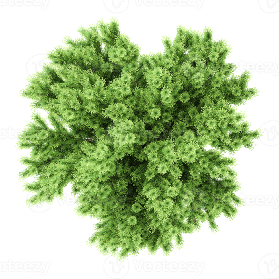 Top view of Rowan tree isolated on transparent Canvas png