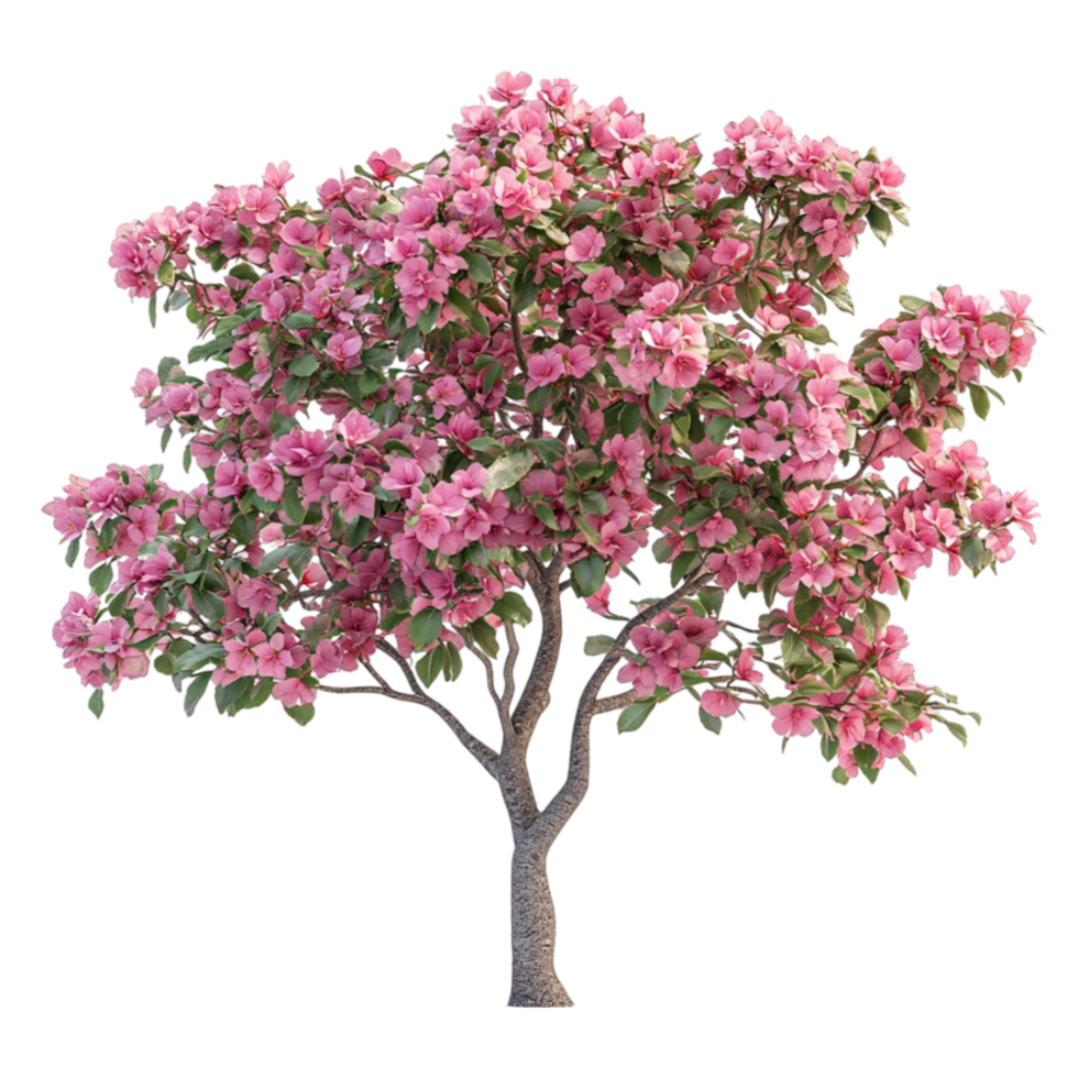 Tree with Pink Flowers on Transparent Background png