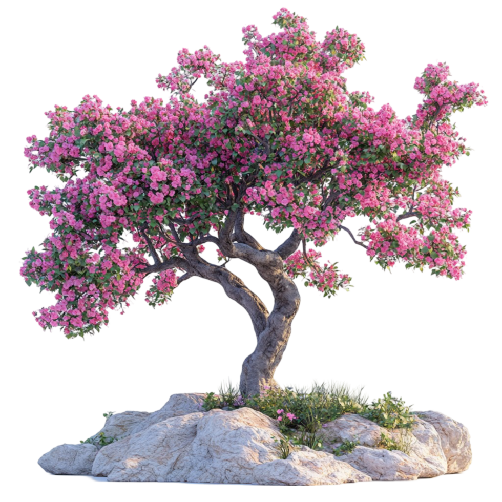 Tree with Pink Flowers on a Rock on Transparent Background png