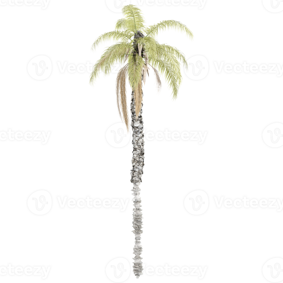 3d rendering of Kentia palm tree isolated on transparent Canvas png