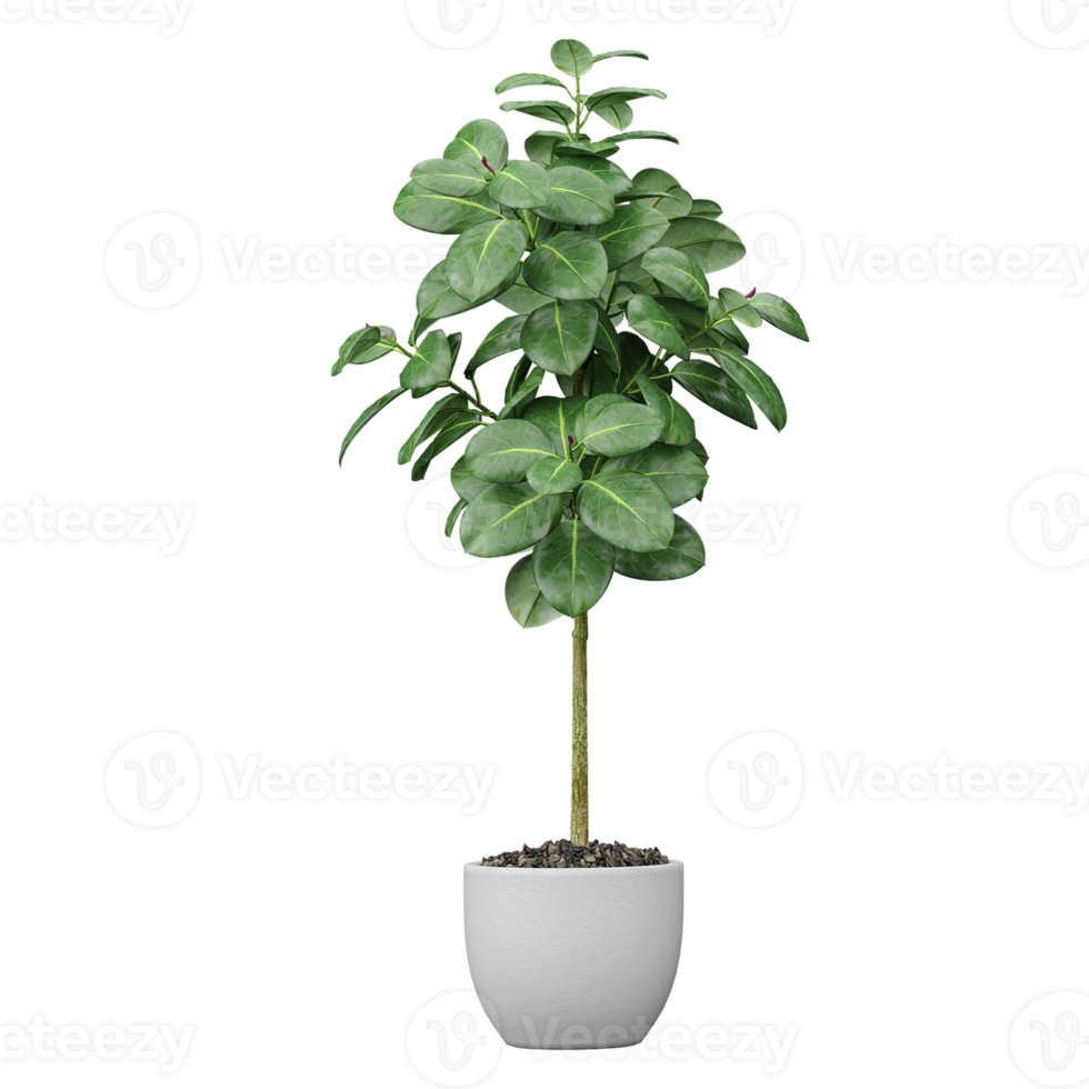 3d illustration of Rubber fig tree isolated on transparent canvas png