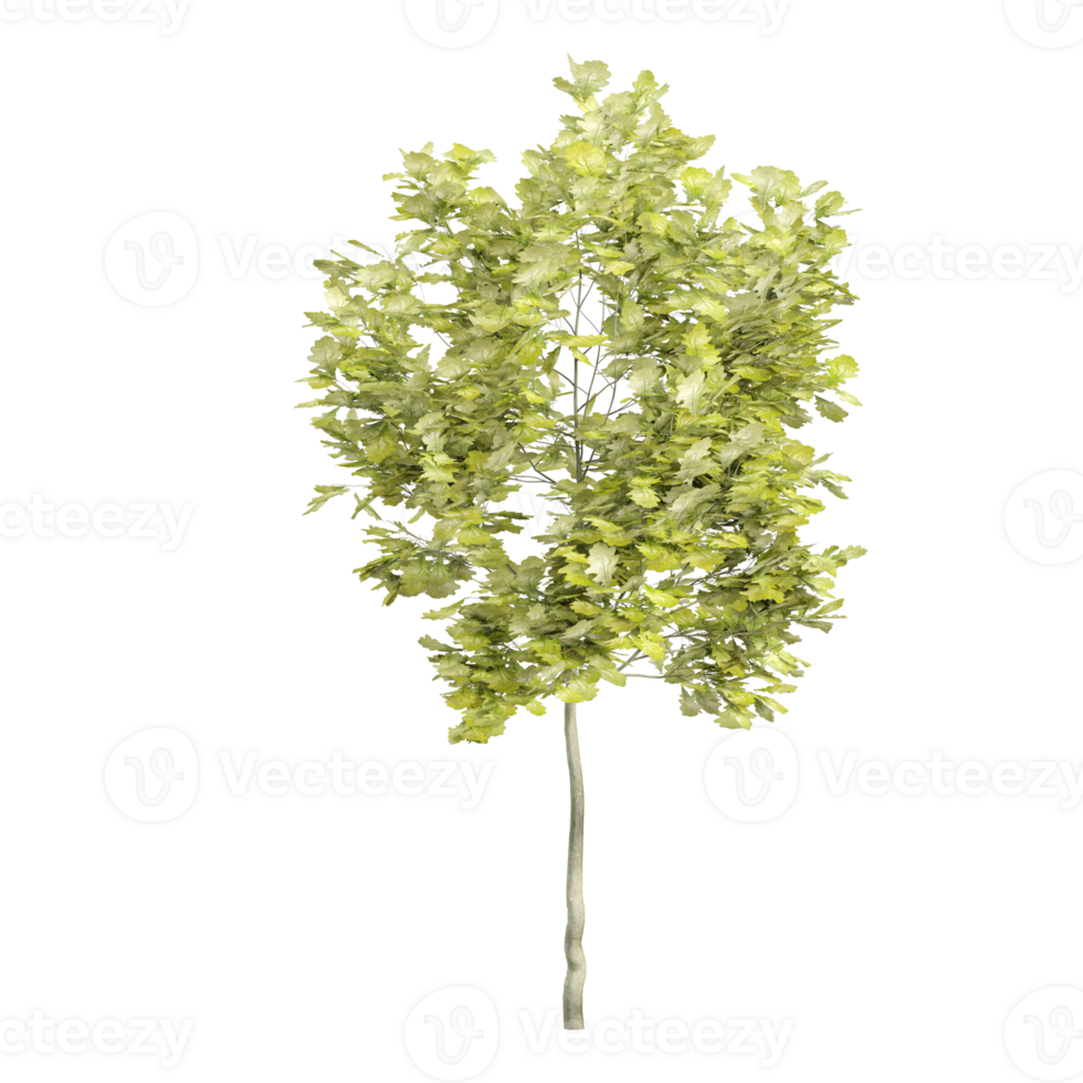 3d rendering of Laburnum anagyroides plants isolated on transparent Canvas png
