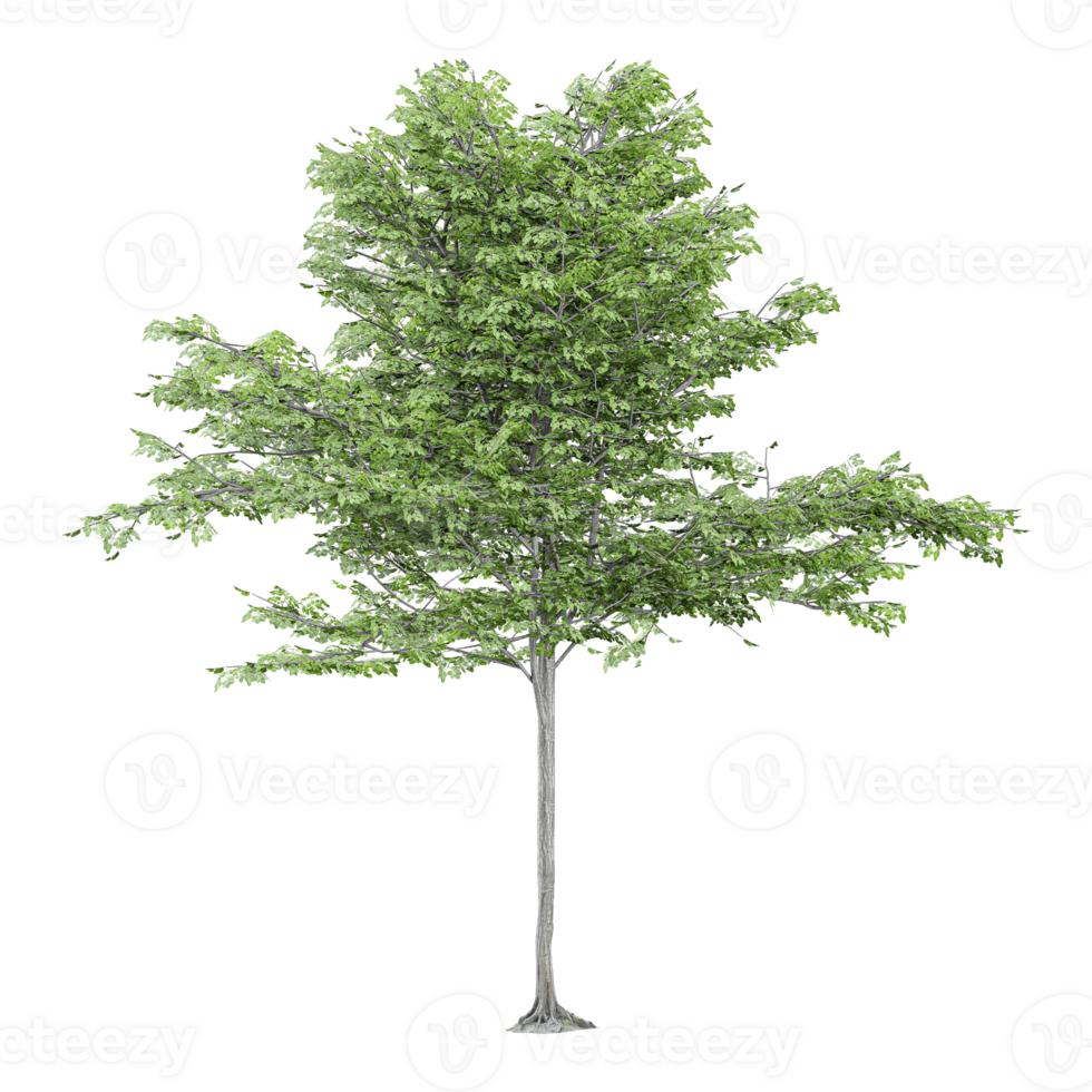 3d illustration of Crataegus viridis tree isolated on transparent canvas png