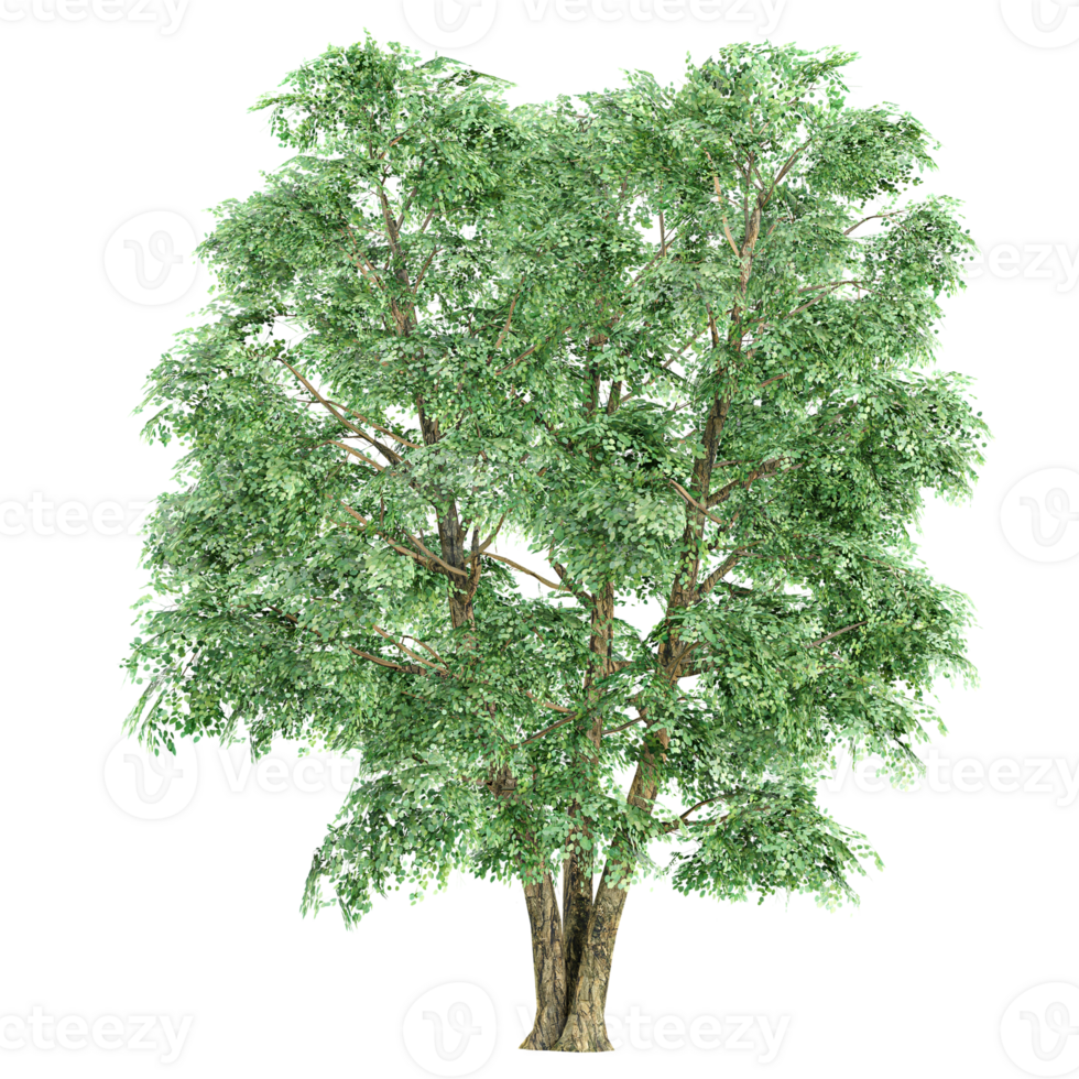3d illustration of Robur tree isolated on transparent Canvas png