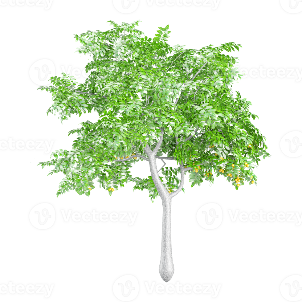 Beautiful shape of green Citrus limon tree isolated on transparent Canvas png