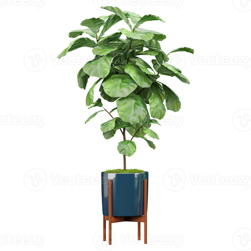 Green beautiful Fiddle-leaf fig plant inh pot isolated on Canvas png