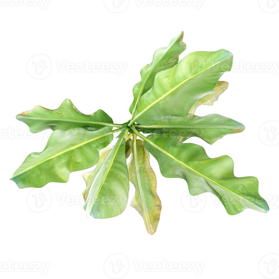 Collection of Banana plants isolated on transparent Canvas from the top view png