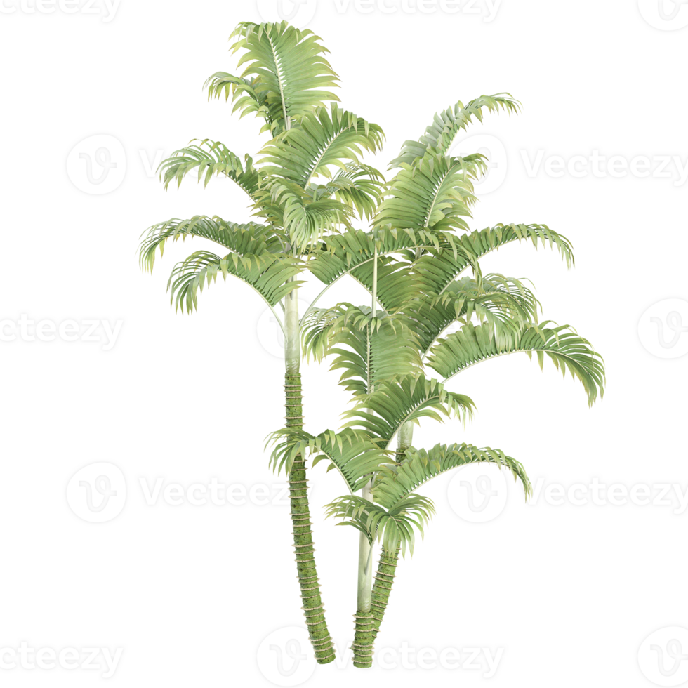 3d illustration of Areca palm tree isolated on transparent canvas png
