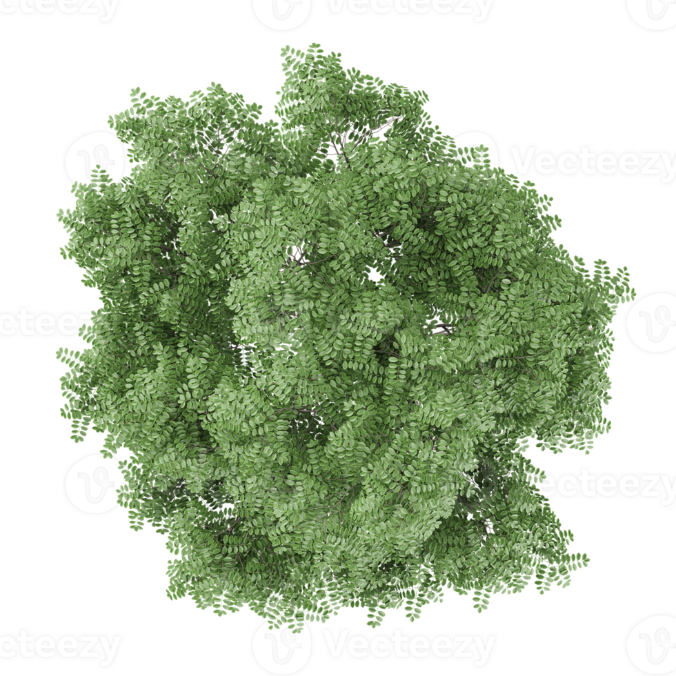collection of Acacia tree with realistic style from top view png