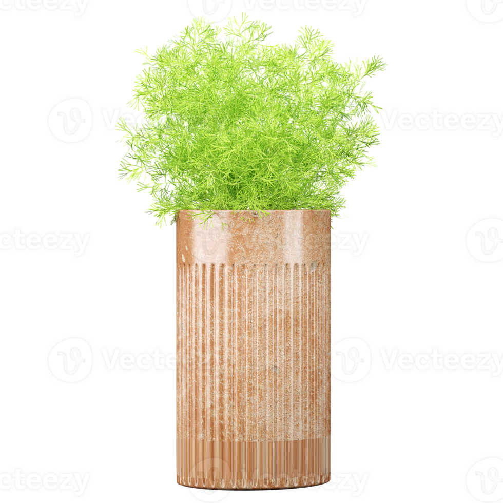3d Rendering Of Fennel plants in planter on Transparent Canvas png