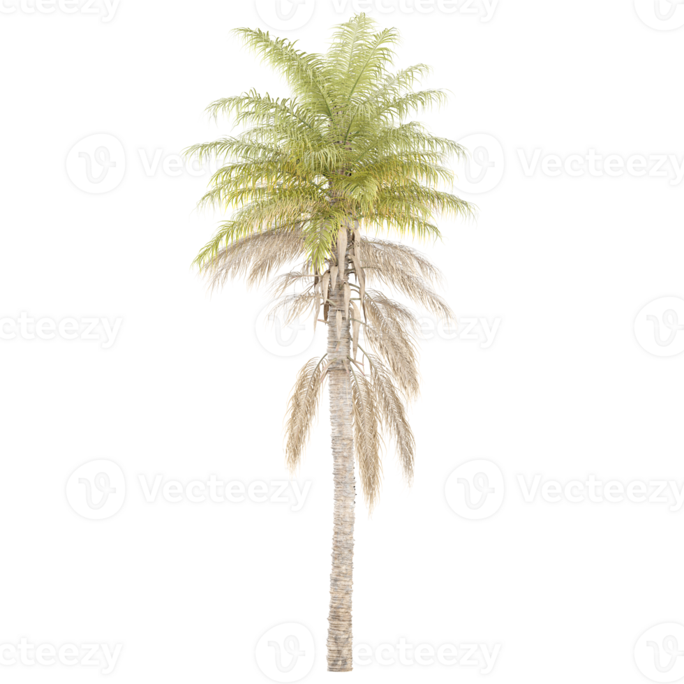 3d illustration of Kentia palm tree isolated on transparent canvas png