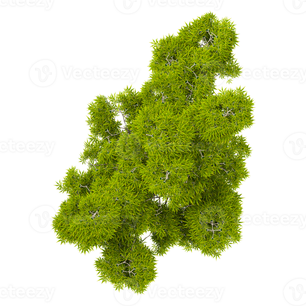 Collection of Asparagus densiflorus plants isolated on transparent Canvas from the top view png