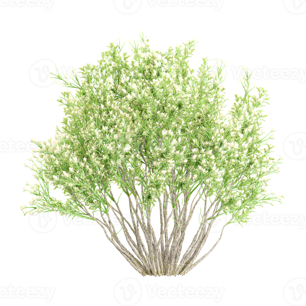 3d illustration of Baccharis pilularis tree isolated on transparent canvas png