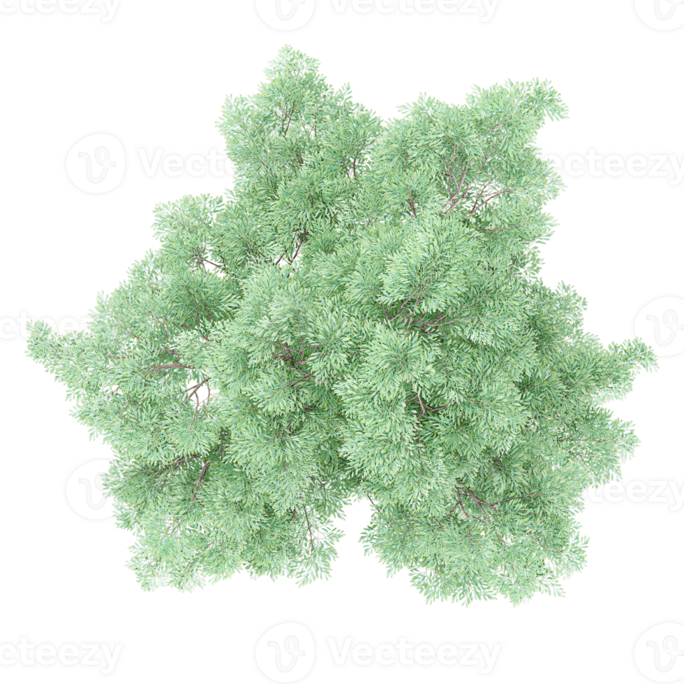 3d illustration of Kentucky coffeetree isolated on transparent canvas from top view png