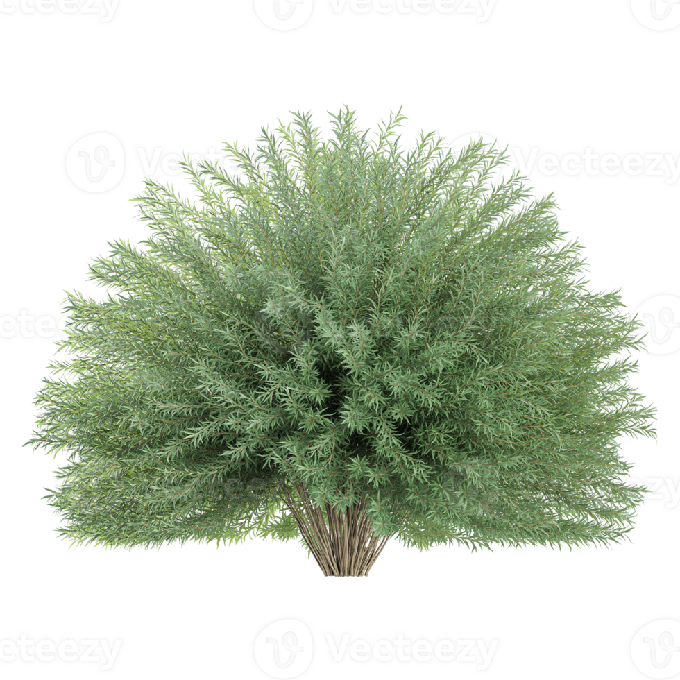 3d illustration of Mugworts tree isolated on transparent canvas png