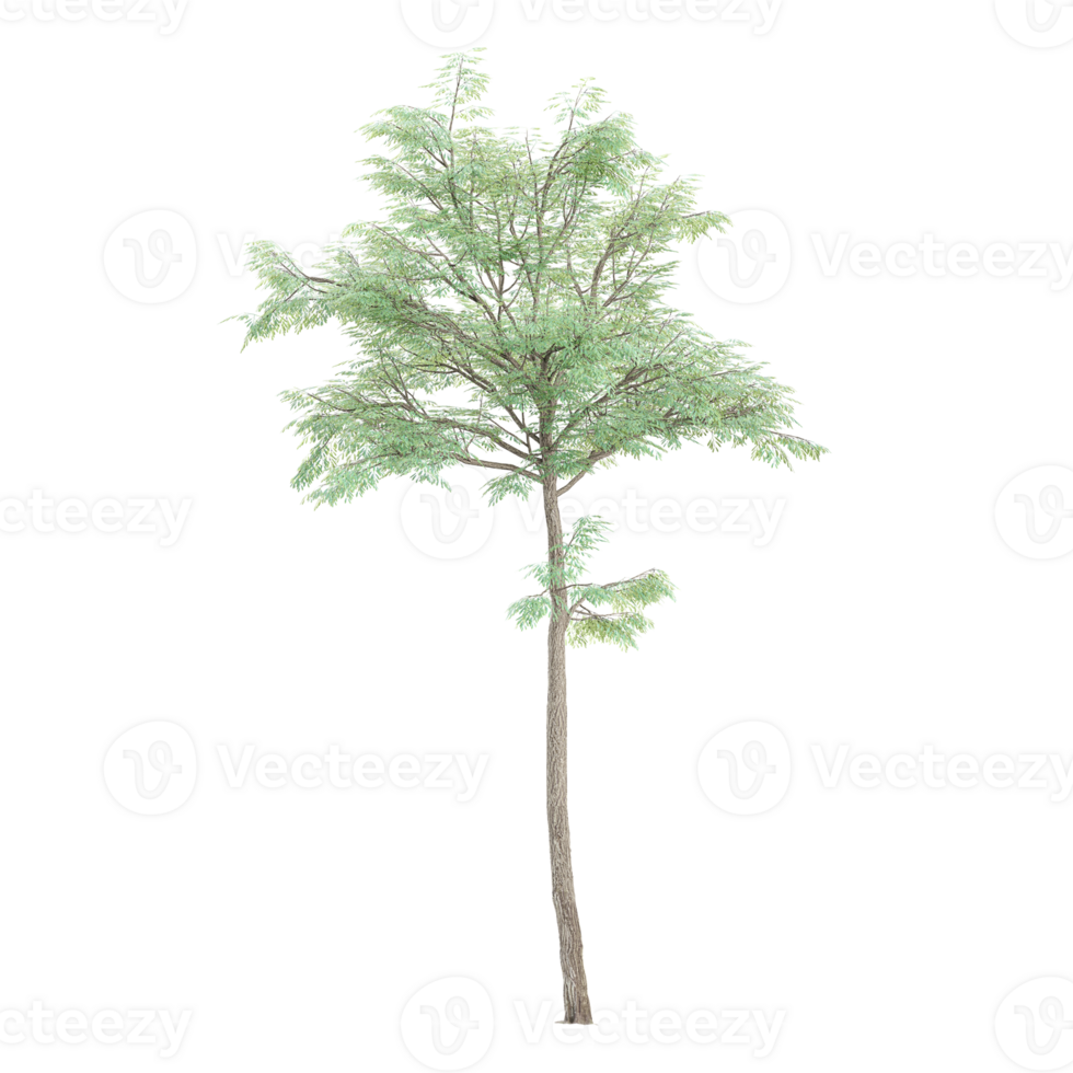 3d illustration of Kentucky coffeetree isolated on transparent canvas png
