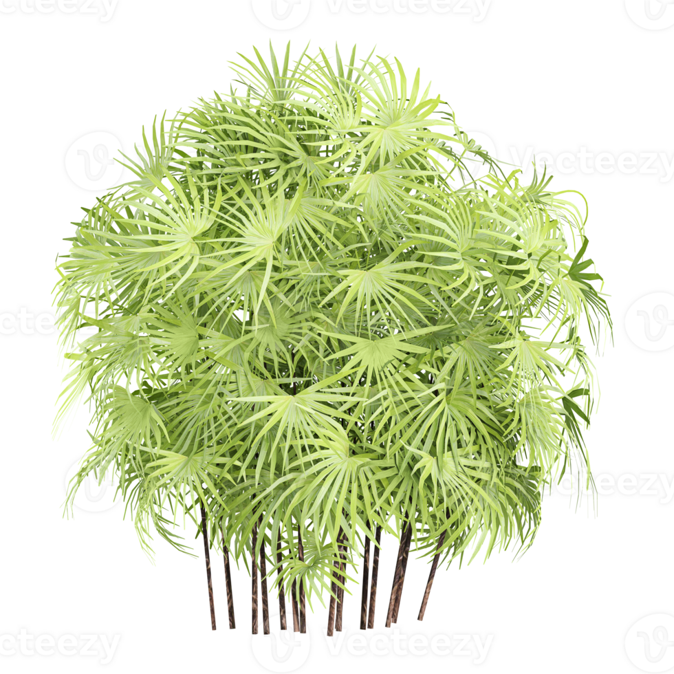 3d illustration of Rhapis tree isolated on transparent canvas png