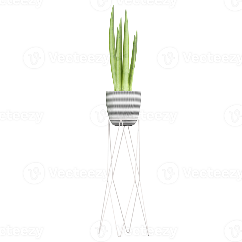 3d illustration of Sansevieria plant in planter isolated on transparent canvas png