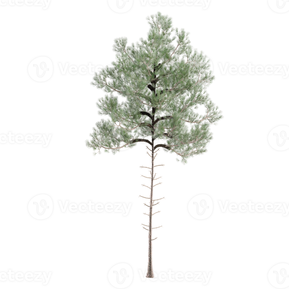 3d illustration of Pinus pinaster tree isolated on transparent canvas png
