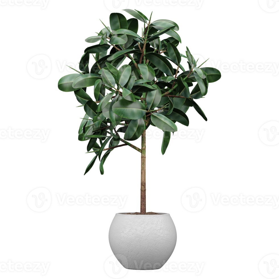 Rubber fig plant in planter isolated on transparent Canvas png