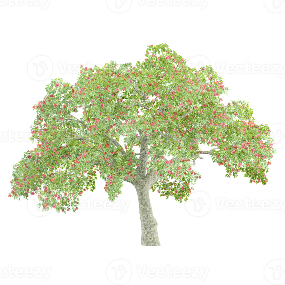 3d illustration of erythrina tree isolated on transparent canvas png