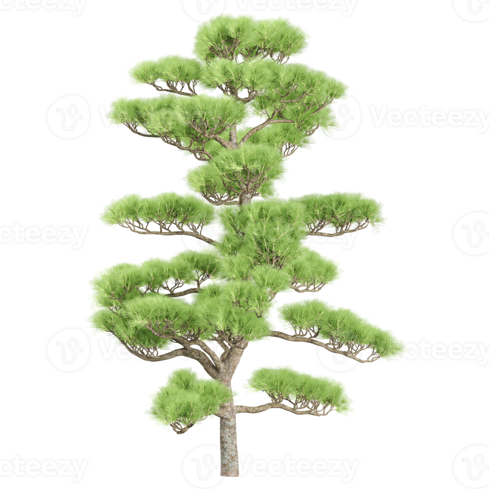 collection of Pine tree isolated on transparent Canvas png