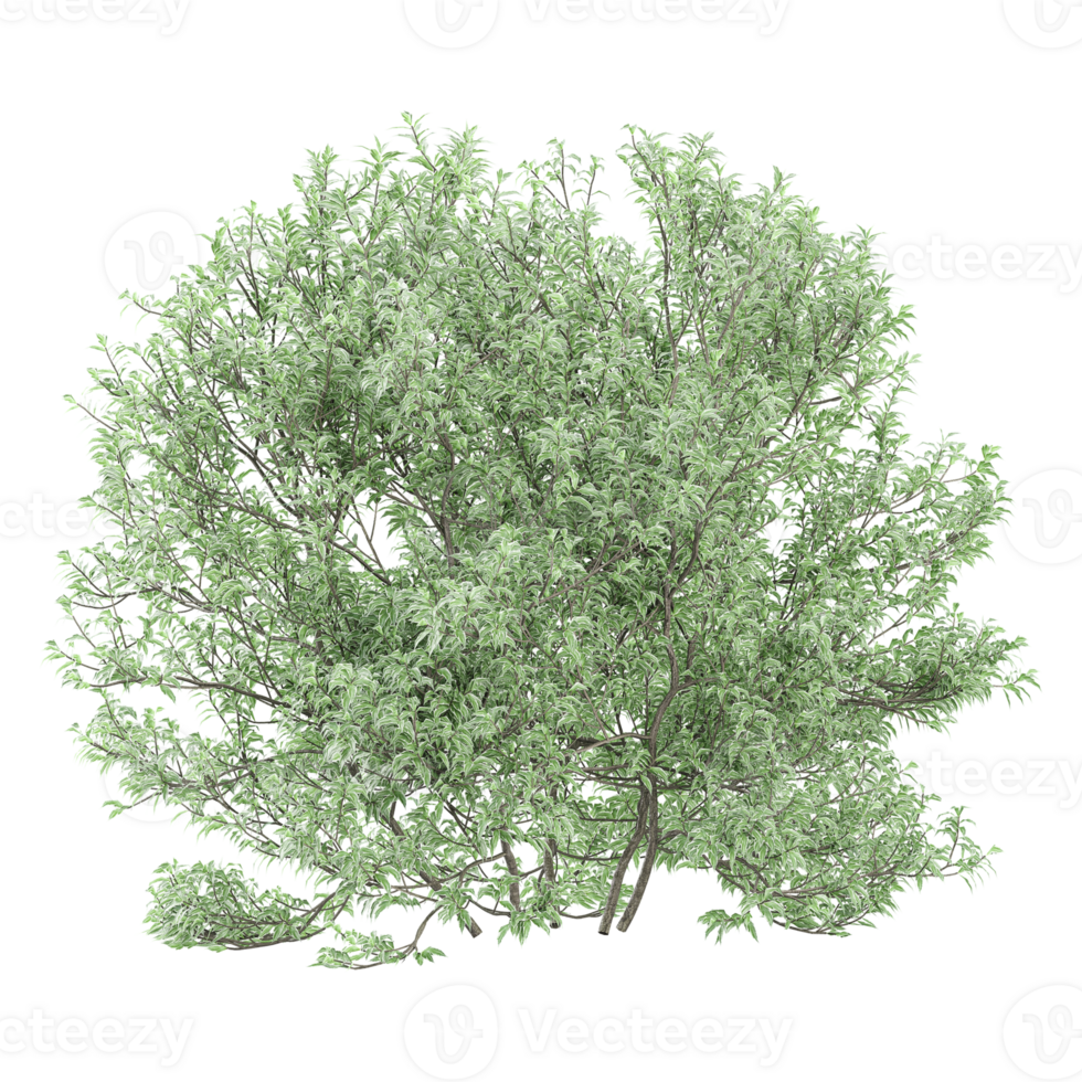 3d illustration of Willow plant isolated on transparent canvas png
