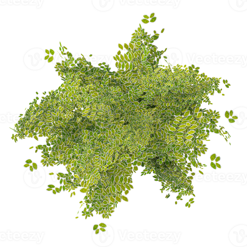 Top view of Moringa tree isolated on transparent Canvas png
