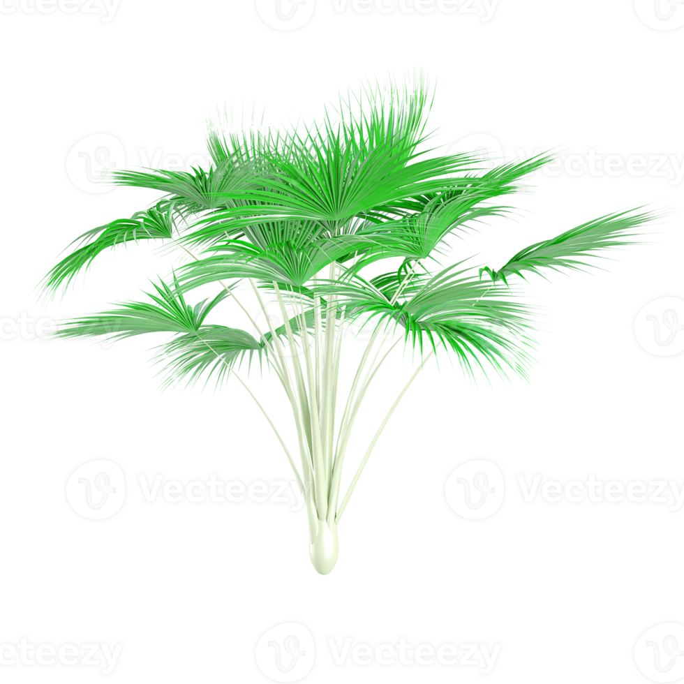 Beautiful shape of green Cocos nucifera plant isolated on transparent Canvas png