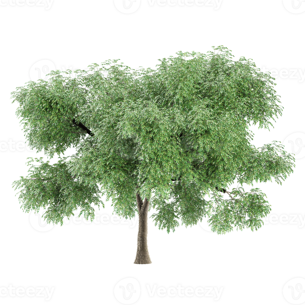 3d illustration of Willow tree isolated on transparent canvas png