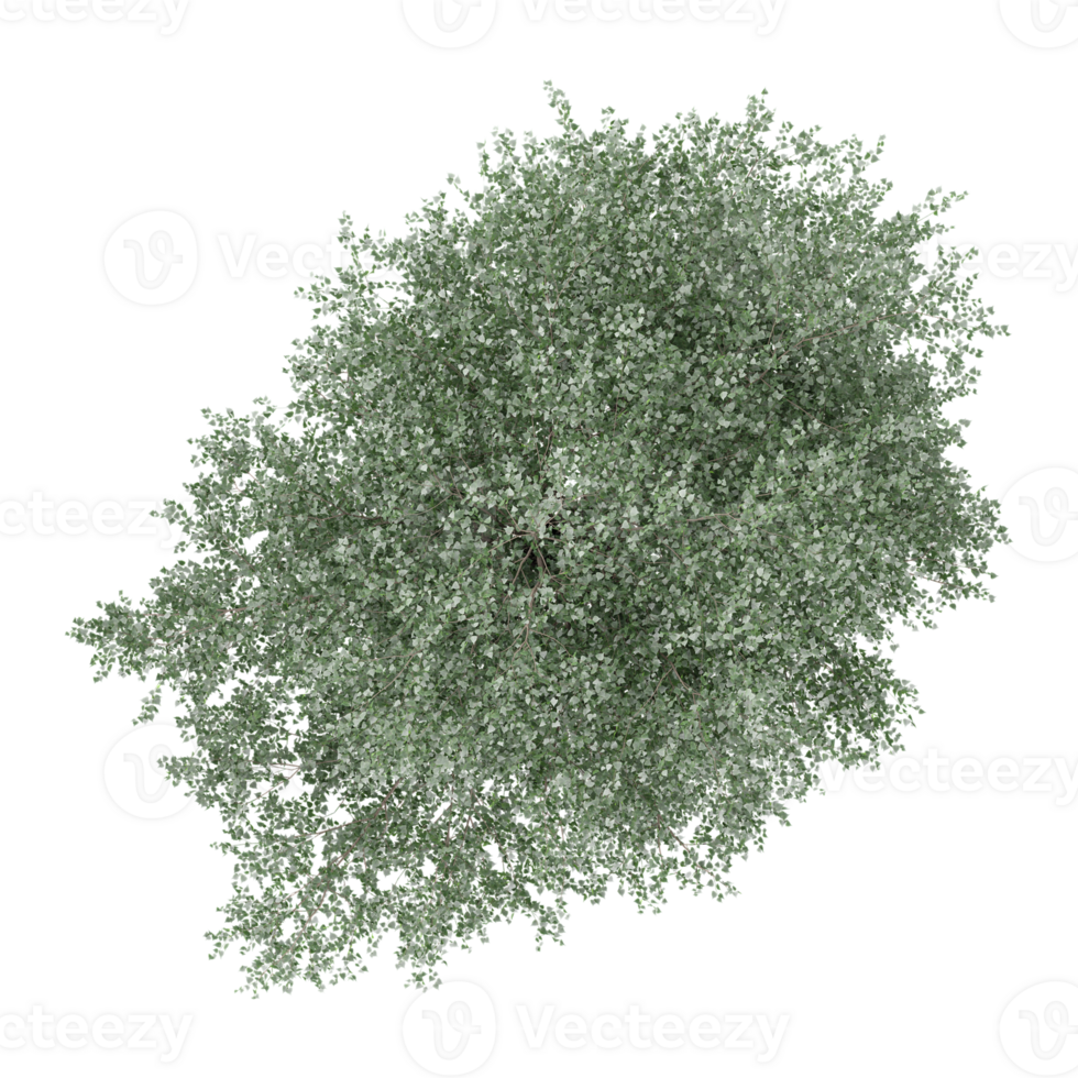 3d illustration of Locusts tree isolated on transparent canvas from top view png
