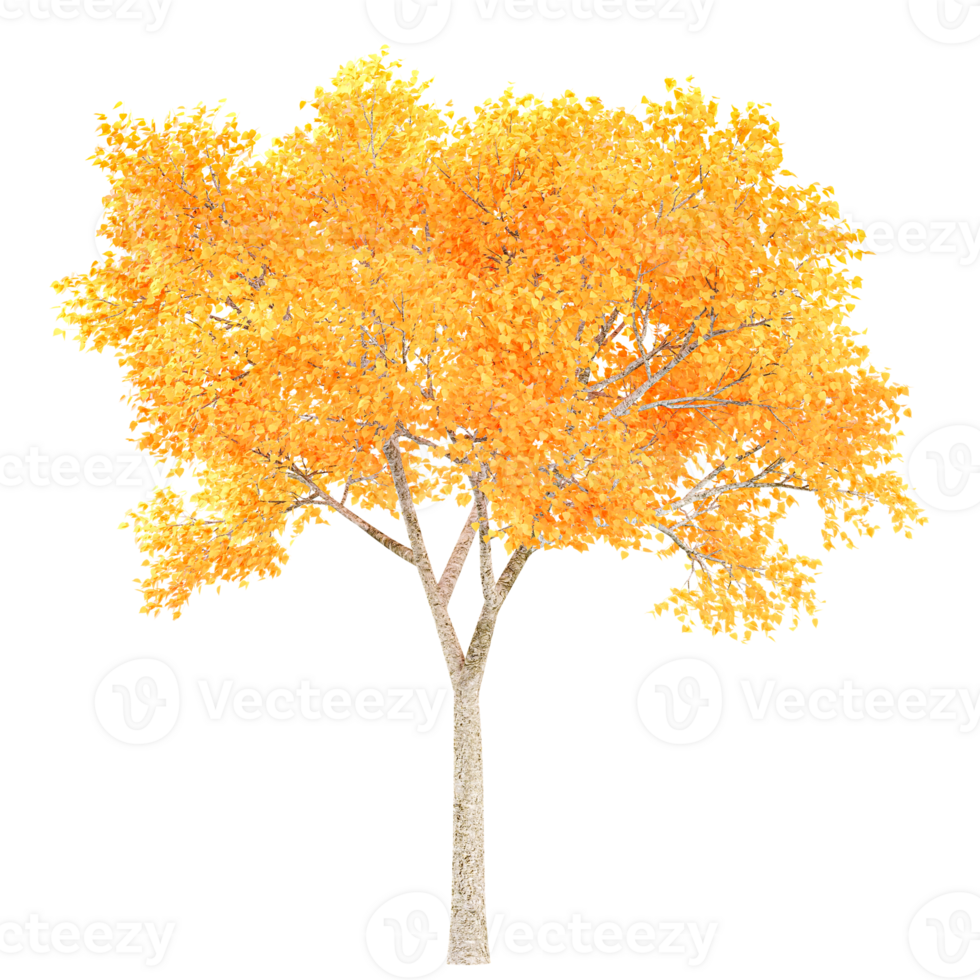 3d illustration of Yellow Poplar tree isolated on transparent canvas png
