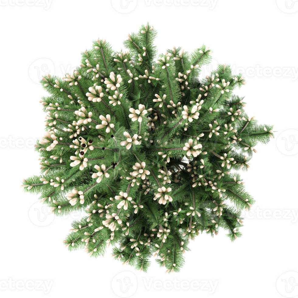 Top view of Cedar tree isolated on transparent Canvas png
