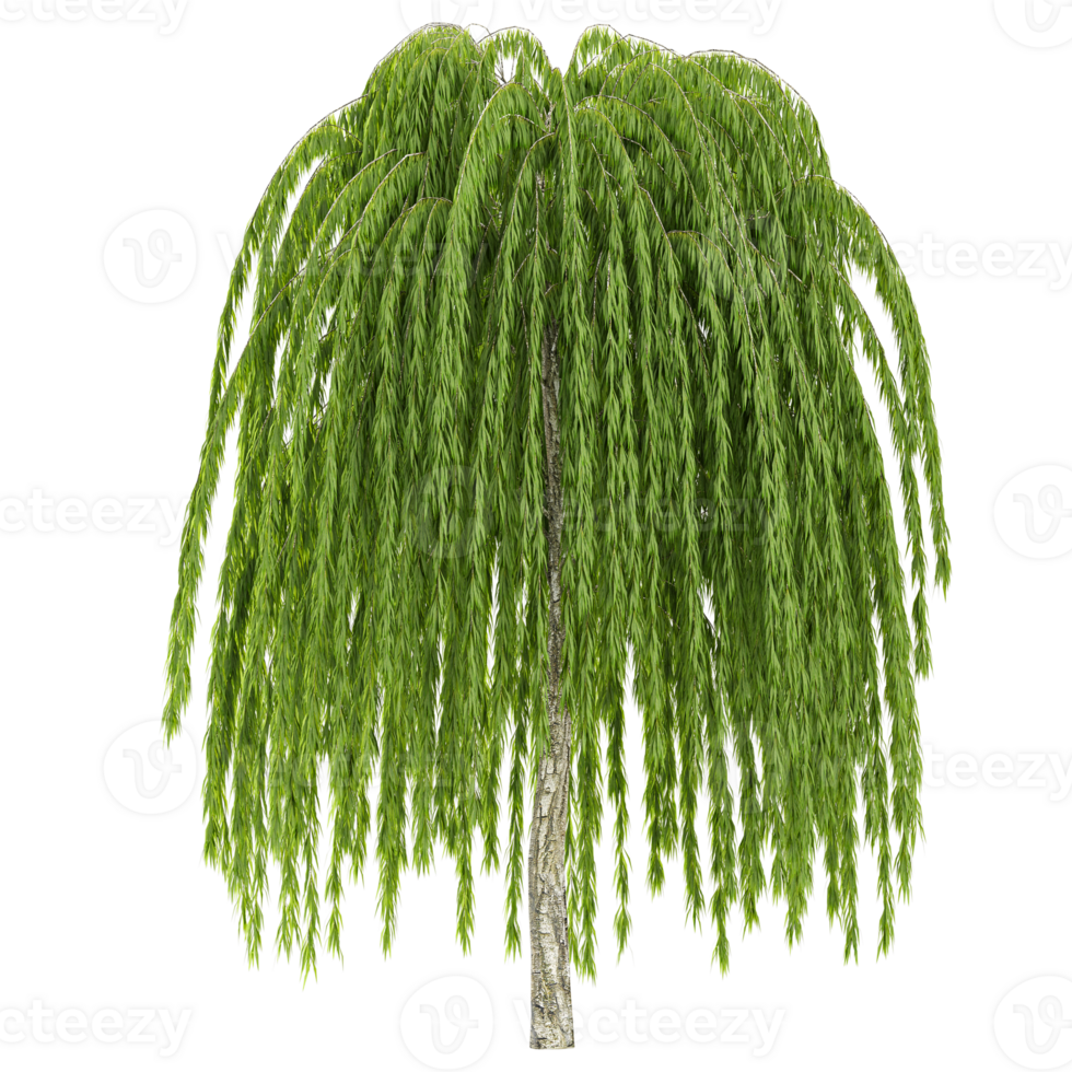 collection of Willow tree with realistic style png