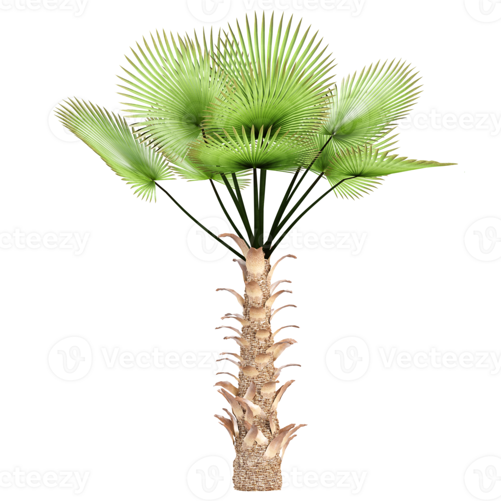 3d Rendering Of Trachycaprusfortune palm plant on Transparent Canvas png