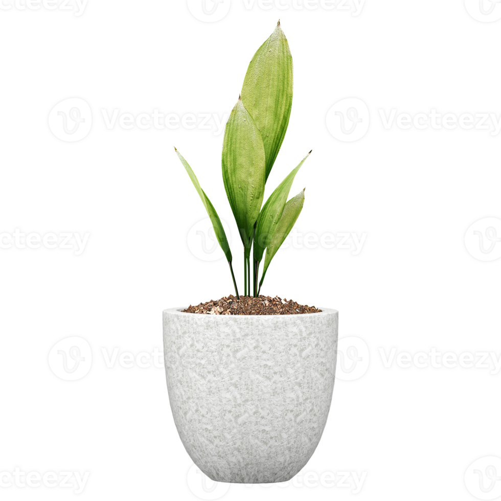 3d illustration of Aspidistra tree in pot isolated on transparent canvas png