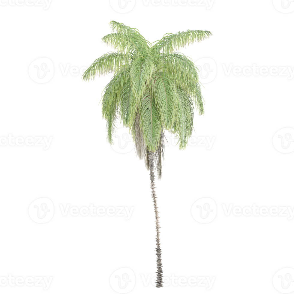 collection of Queen Palm plant with realistic style png