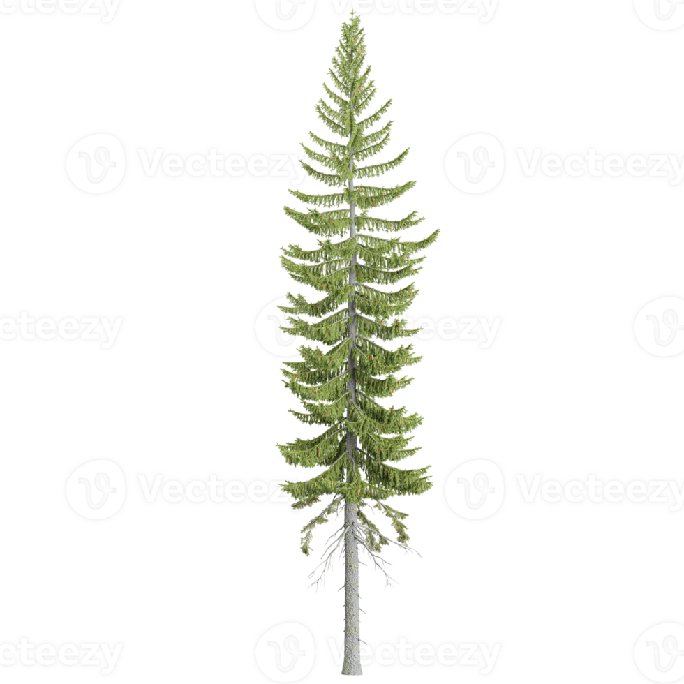 3d illustration of Norway spruce tree isolated on transparent canvas png