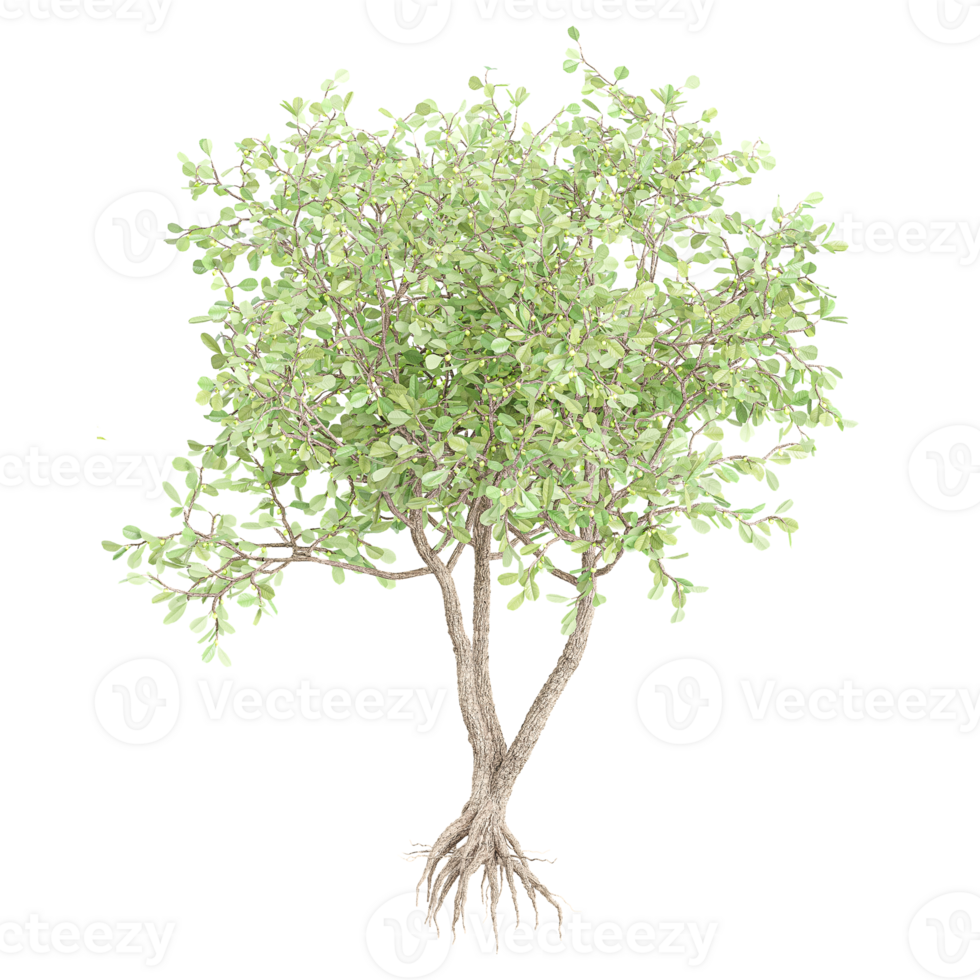 Green beautiful Paperbark Maple tree isolated on Canvas png