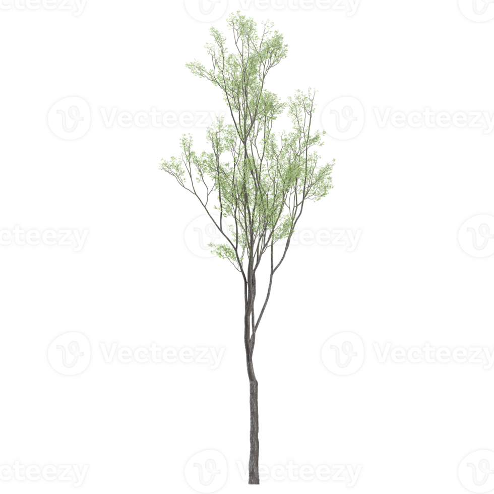 3d illustration of Eucalyptus plants in pot isolated on transparent canvas png