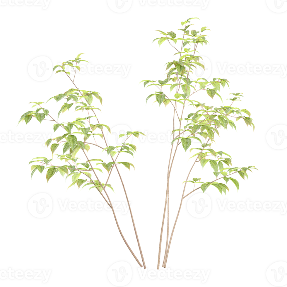 3d illustration of White dogwood tree isolated on transparent canvas png