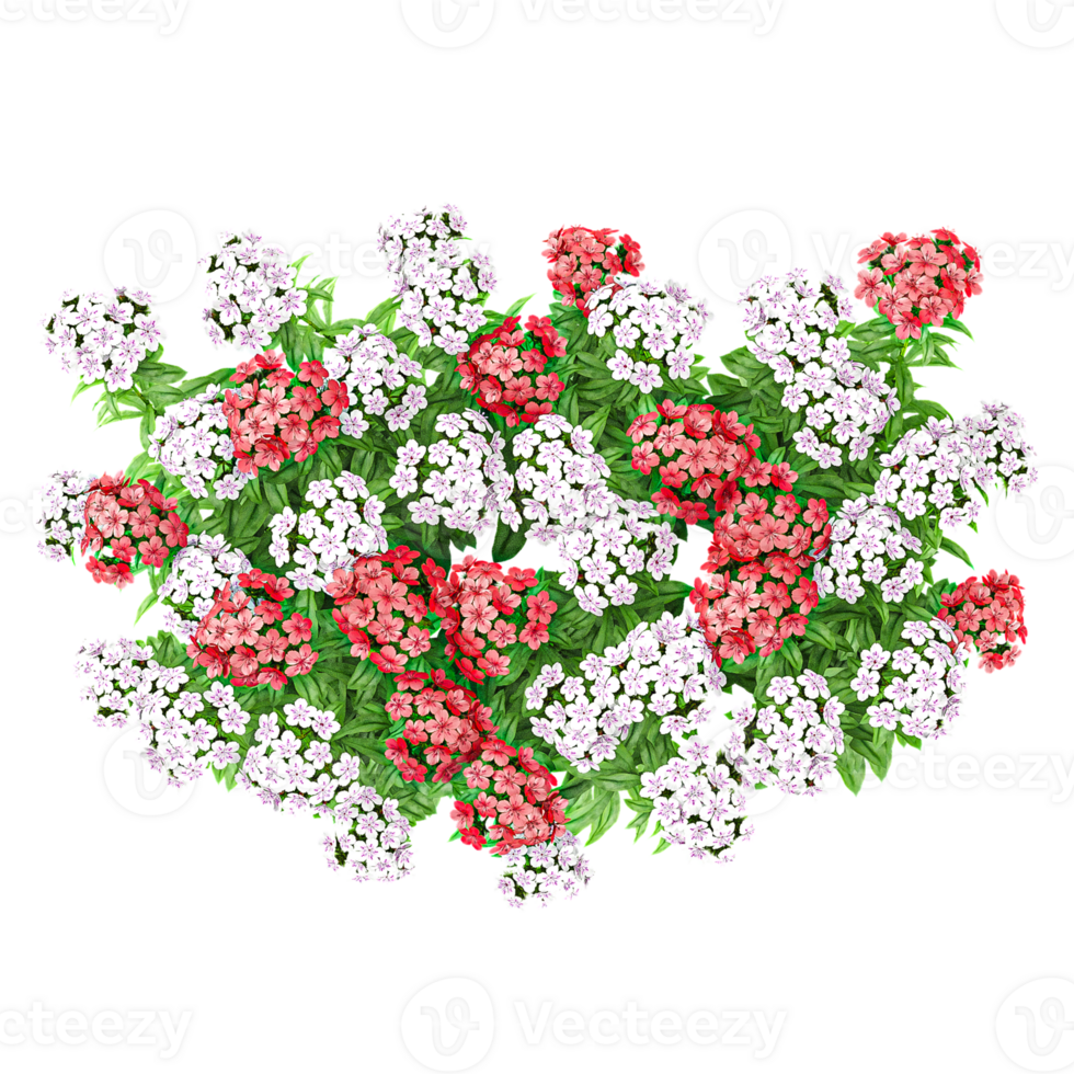 3d illustration of Sweet William flower plant isolated on transparent canvas from top view png