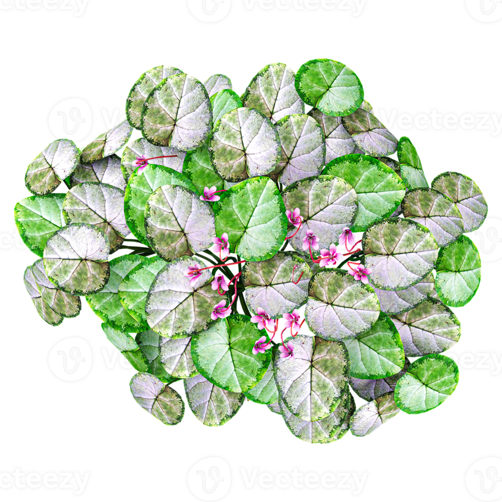 3d Rendering Of Cyclamen flower plant on Transparent Canvas from the top view png