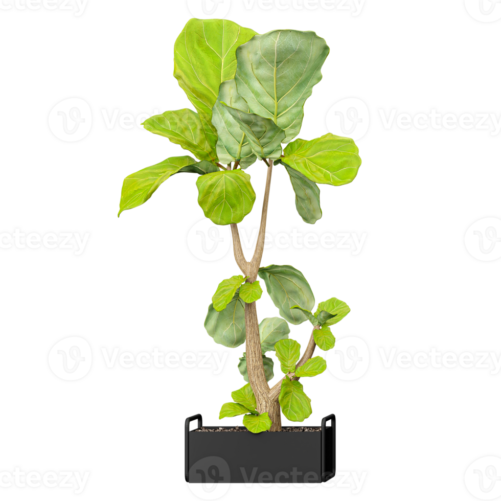 3d illustration of Fiddle-leaf fig plants isolated on transparent canvas png