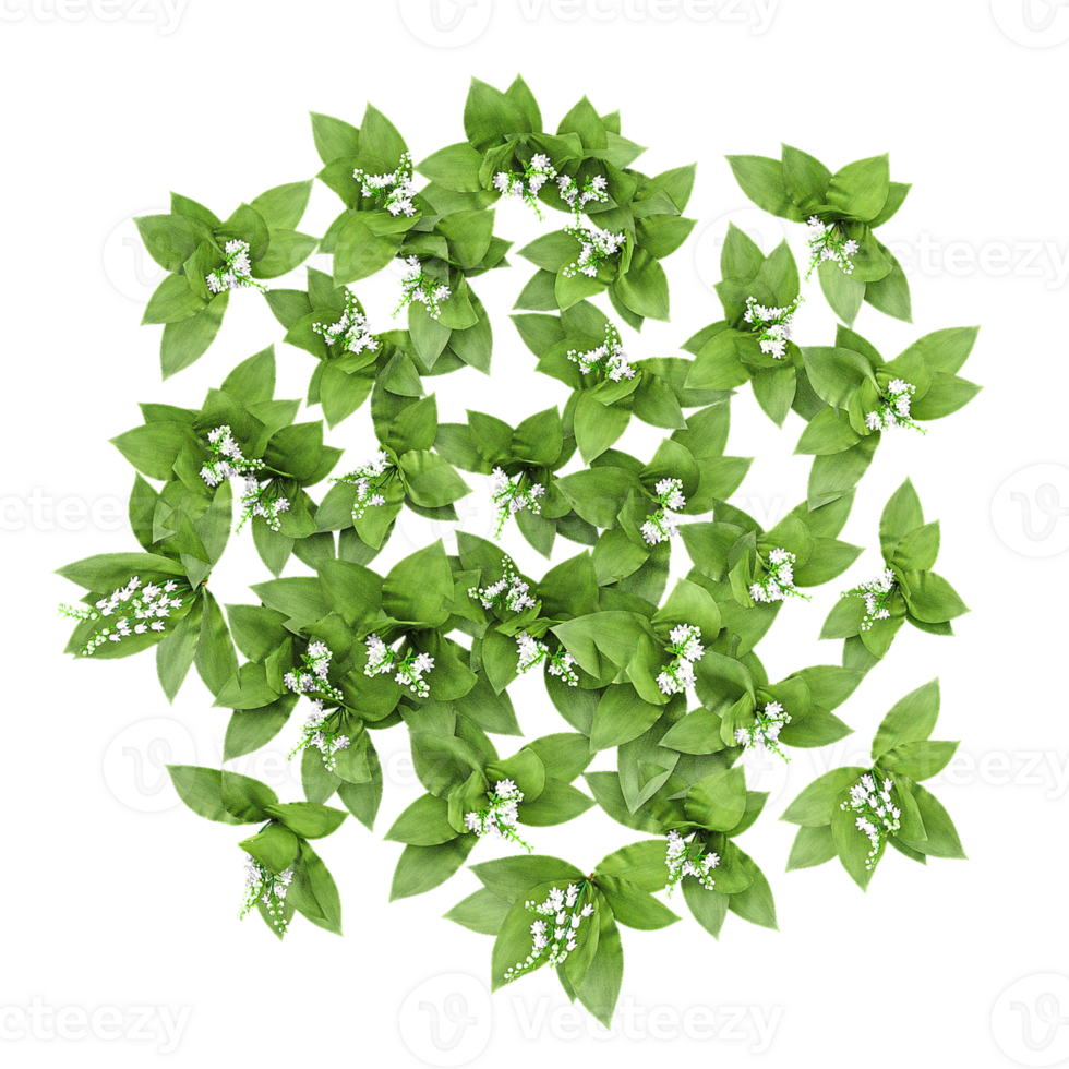 3d Rendering Of Convallaria majalis flower plant on Transparent Canvas from the top view png